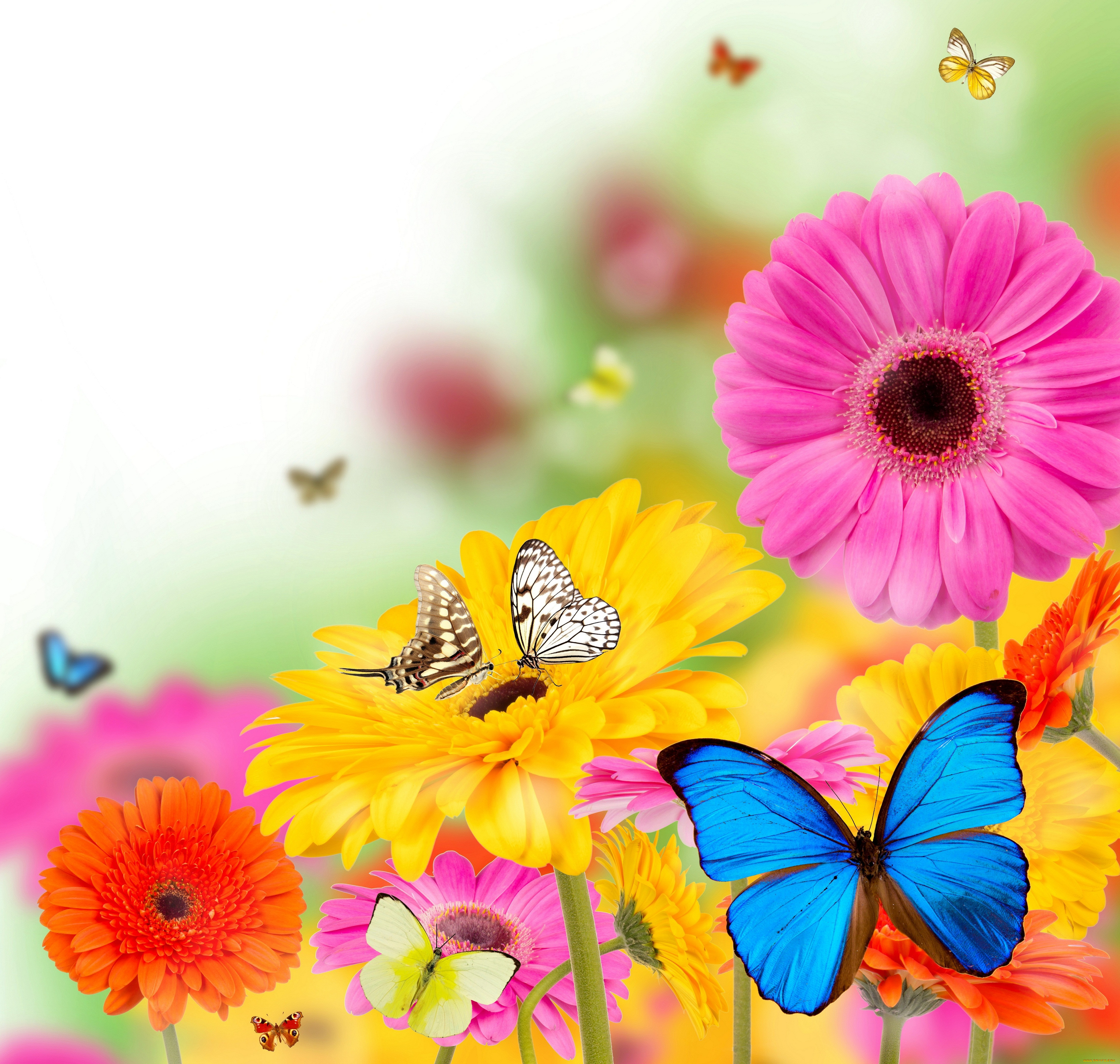 ,  , colorful, , , flowers, spring, , butterflies, gerbera, bright